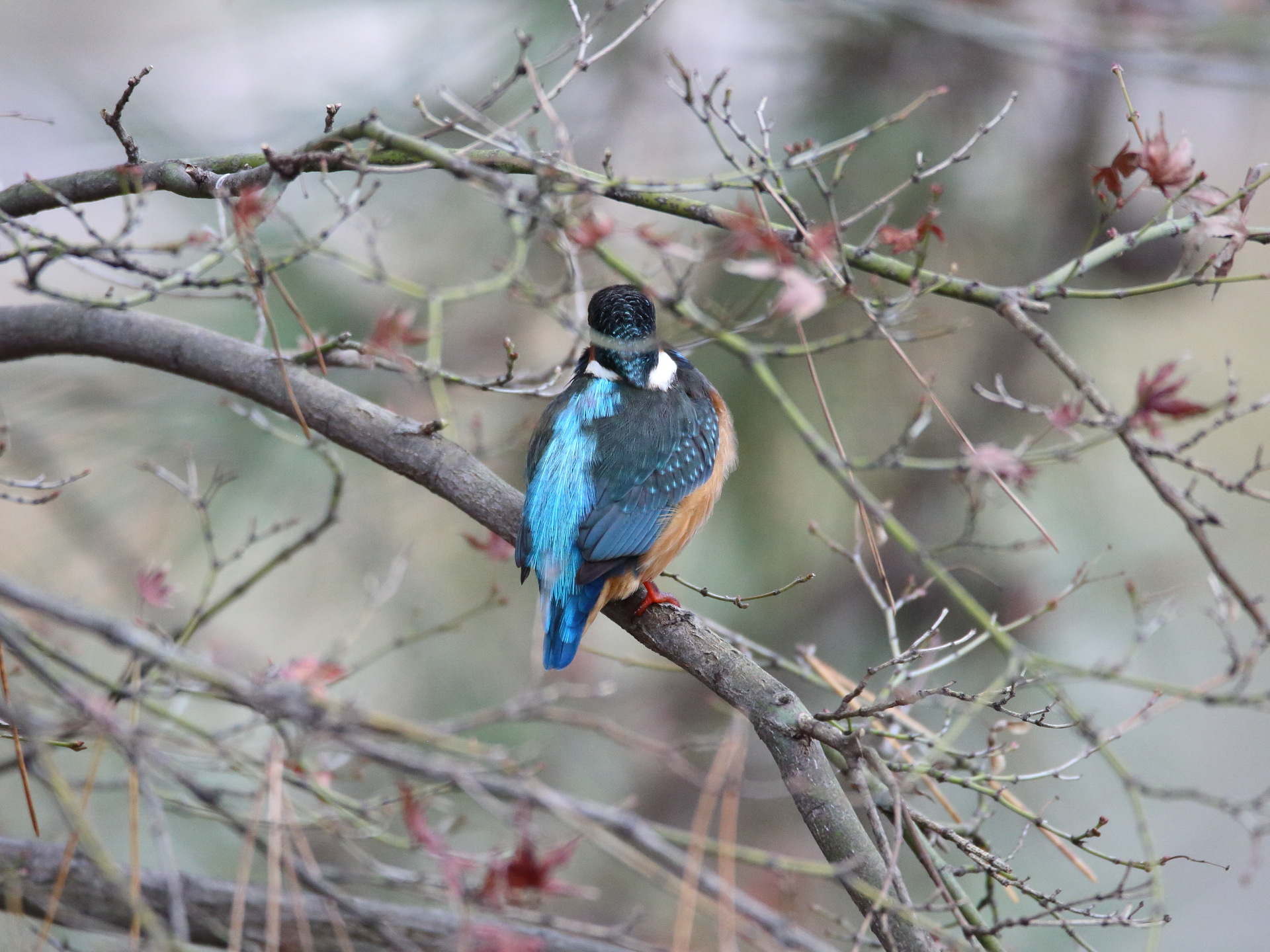 動物 鳥 ペンギン カワセミ君後ろ姿 壁紙19x1440 壁紙館