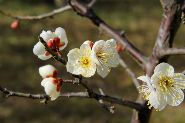 荒山公園の梅・白加賀