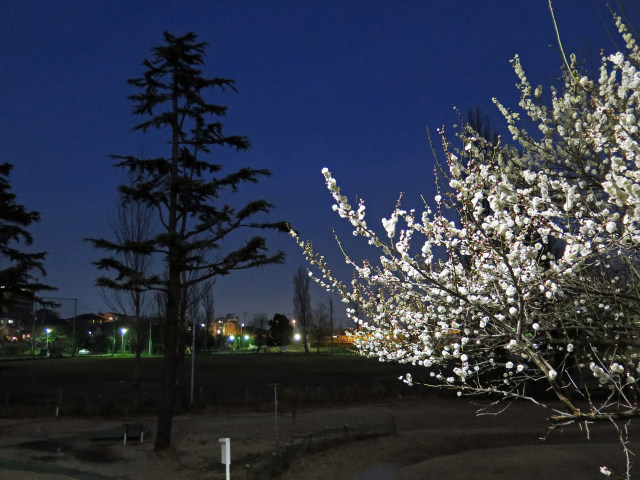 散歩道の花 1602-9-1