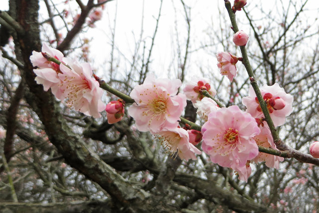 咲き始めた梅の花.jpg