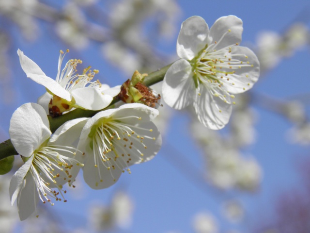 開花進む梅の花・白梅