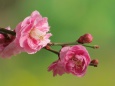 開花進む梅の花・紅梅