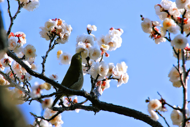 ウメとメジロ