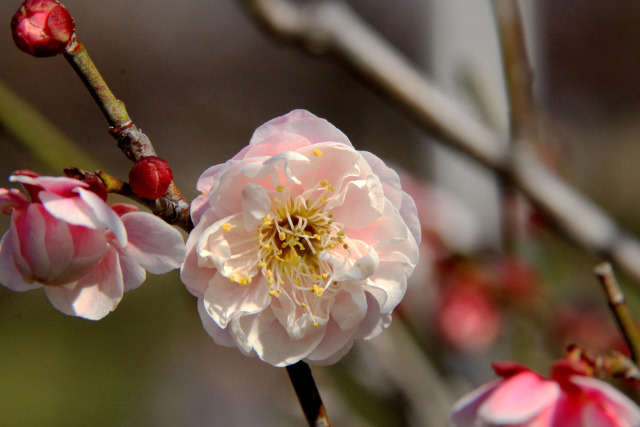 荒山公園の梅・新平家