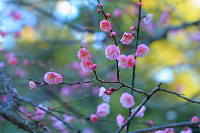 散歩道の花 1602-12-1