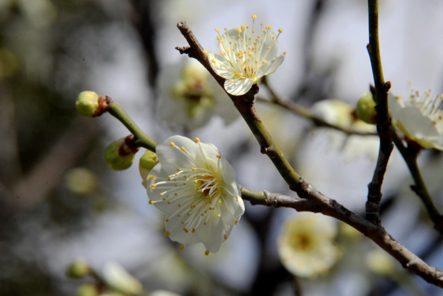 荒山公園の梅・月の桂