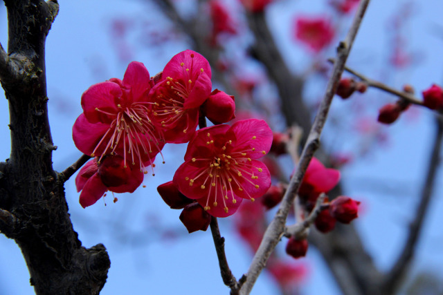 荒山公園の梅・大盃