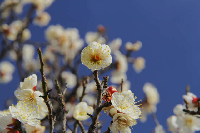 荒山公園の梅・一重野梅