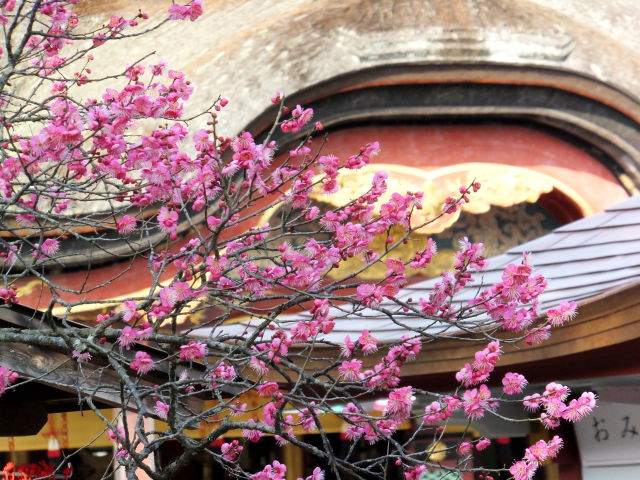 本殿前の紅梅の花