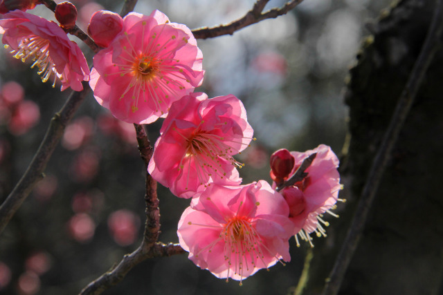 荒山公園の梅・八重寒紅