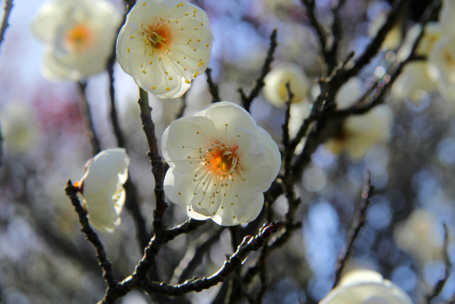 荒山公園の梅・八重野梅