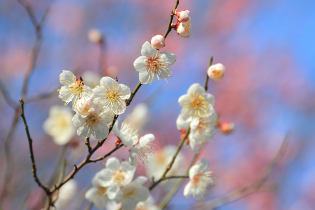 散歩道の花 1602-15-2