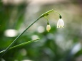 散歩道の花たち