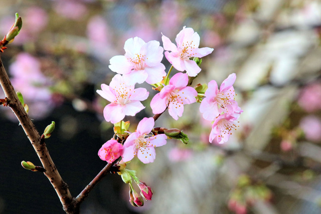 春一番でカワヅザクラ開花