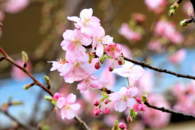 春一番でカワヅザクラ開花