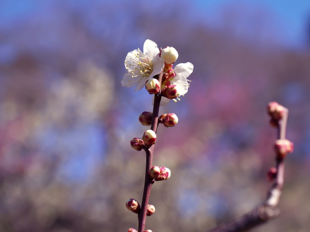 梅の花