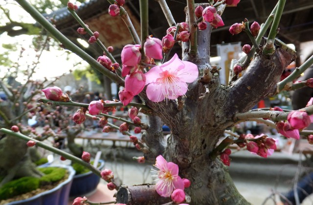 春を届ける梅の花