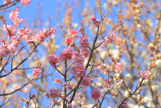 散歩道の花 1602-17-1