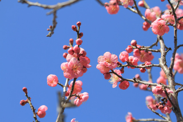 散歩道の花 1602-18-1