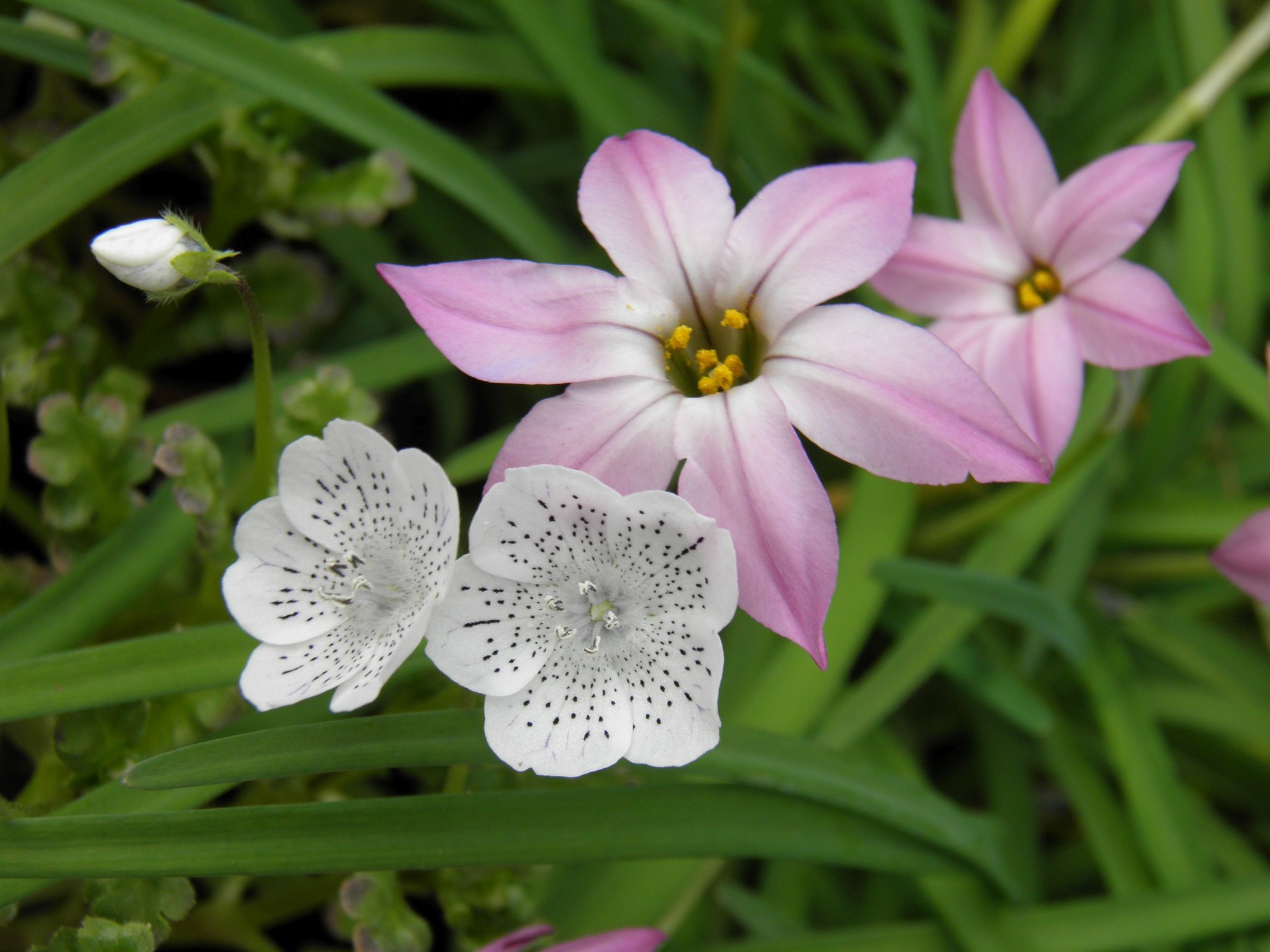 花 植物 ハナニラとネモフィラ 壁紙19x1440 壁紙館