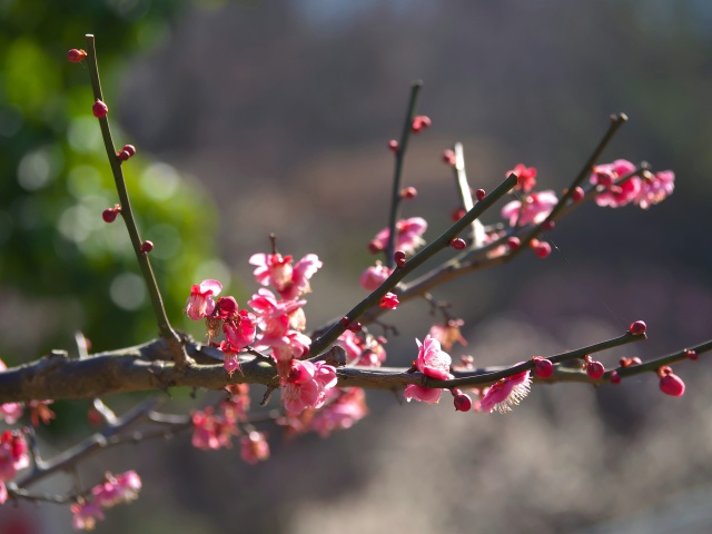 梅の花