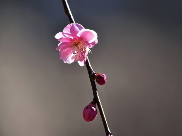 梅の花