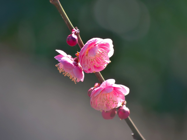 梅の花