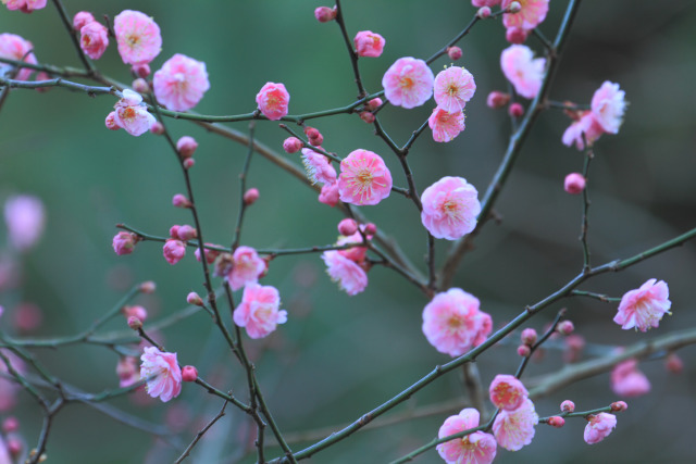 散歩道の花 1602-19-1