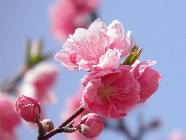 雛祭に・花桃(ハナモモ)2