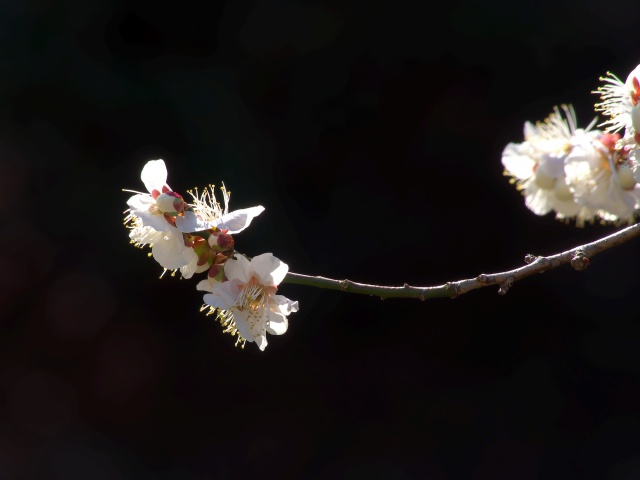 梅の花