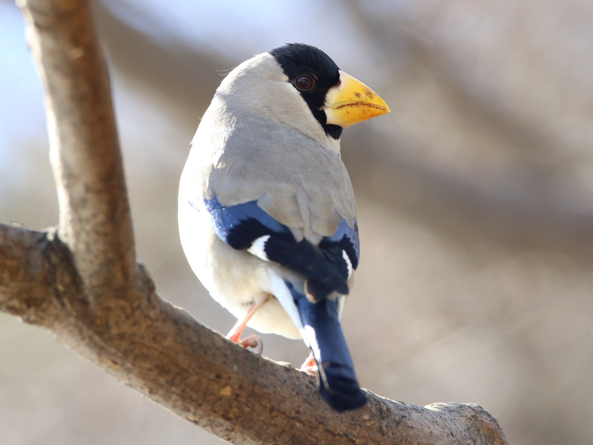 動物 鳥 ペンギン キョロちゃん4 壁紙19x1440 壁紙館