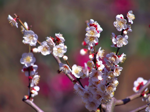 梅の花