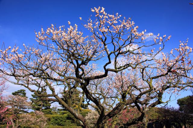 栗林公園の梅花