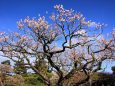 栗林公園の梅花