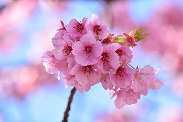 春の青空に河津桜