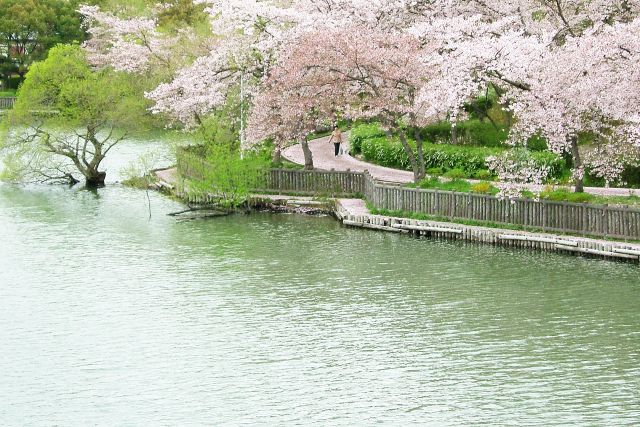 桜咲く公園