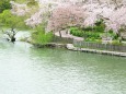 桜咲く公園