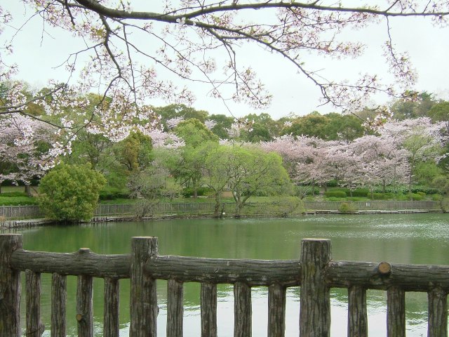 桜咲く公園