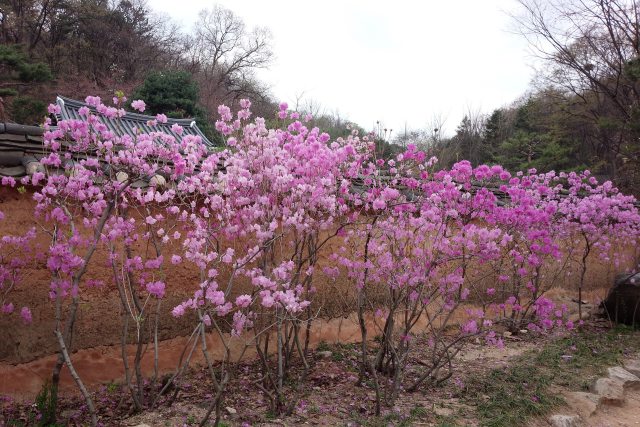 珍しい花