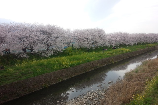 流川の桜