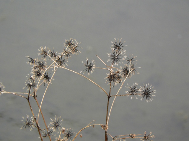 枯れ野草花