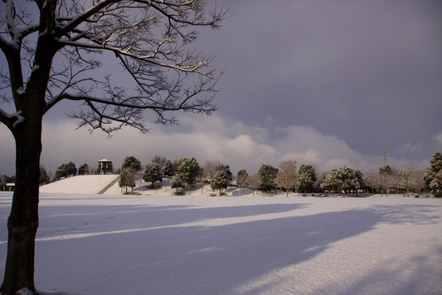 とある朝の雪景色