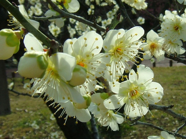 額が緑の白梅