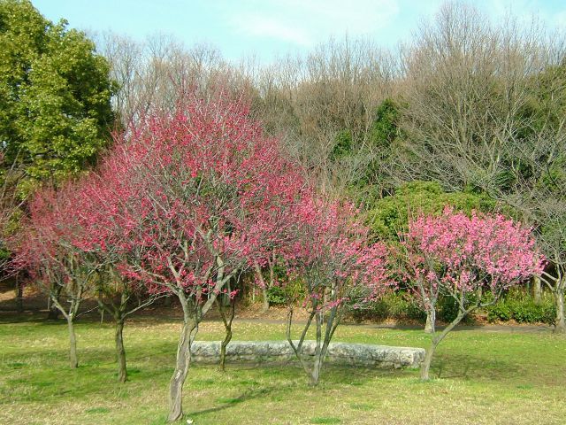 2月3日の荒山公園