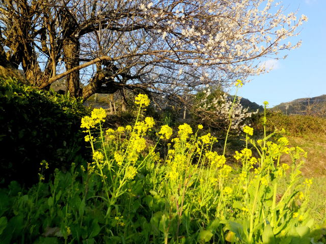 山里の春 菜花と梅の花