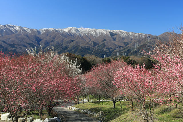 鈴鹿山脈と梅林