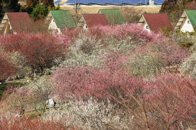 屋根と梅林公園