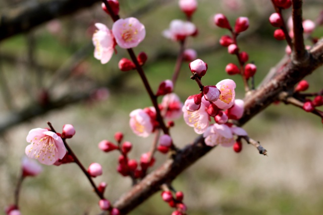 梅の花