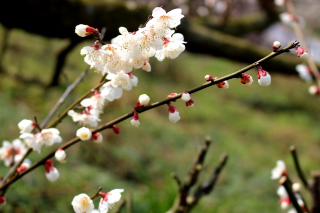 梅の花