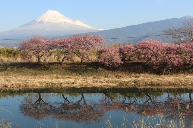 川面に写る河津桜と富士山